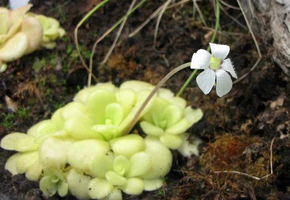 Pinguicula agnata Weiße Blume