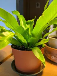 Asplenium antiquum im Topf