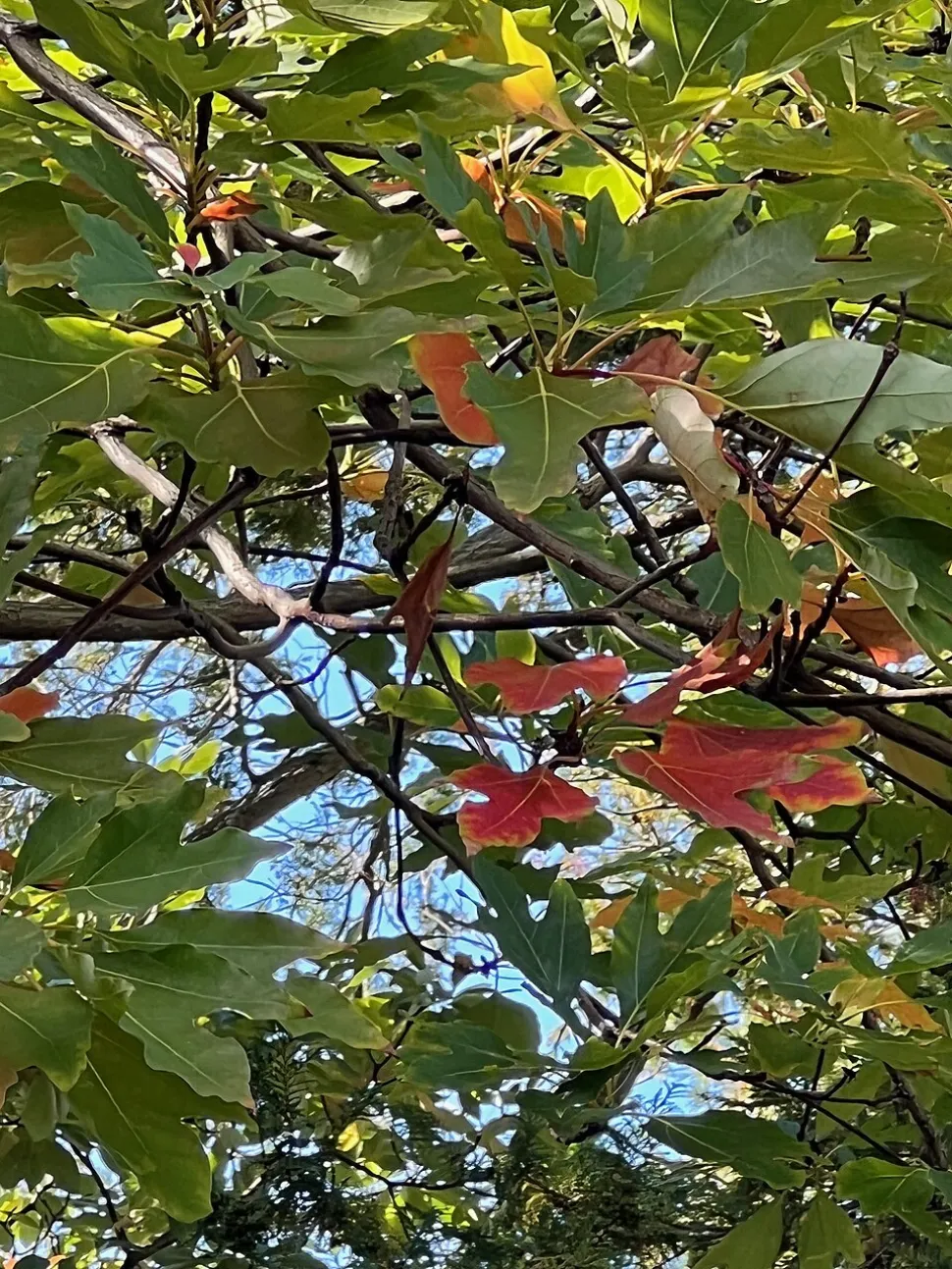 Rote und grüne Blätter Chinesischer Sassafras