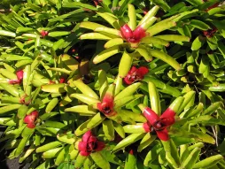 Neoregelia carolinae in de grond