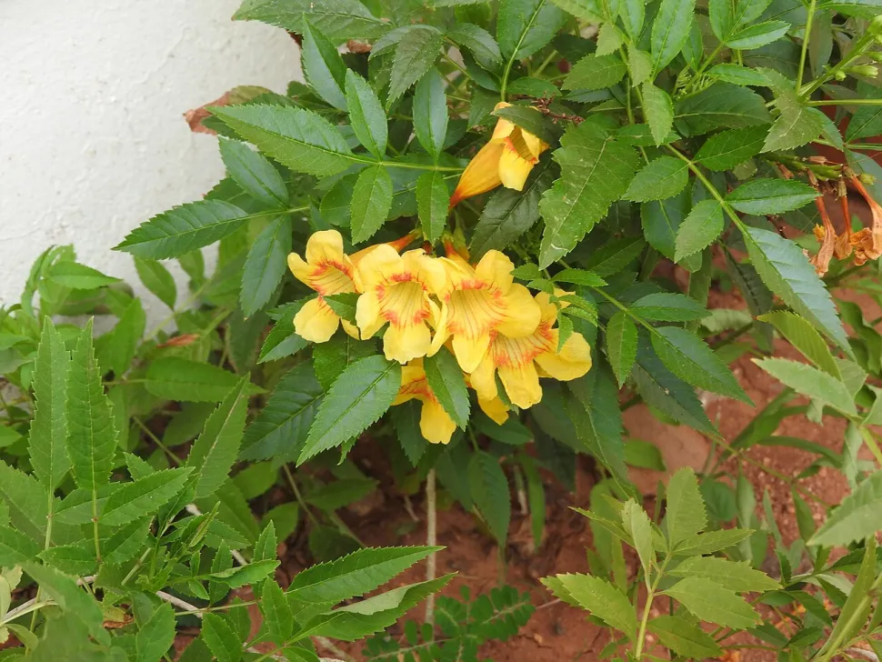 Bignone jaune Campsis x tagliabuana