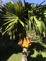 Palma di betel adulta con noce di areca