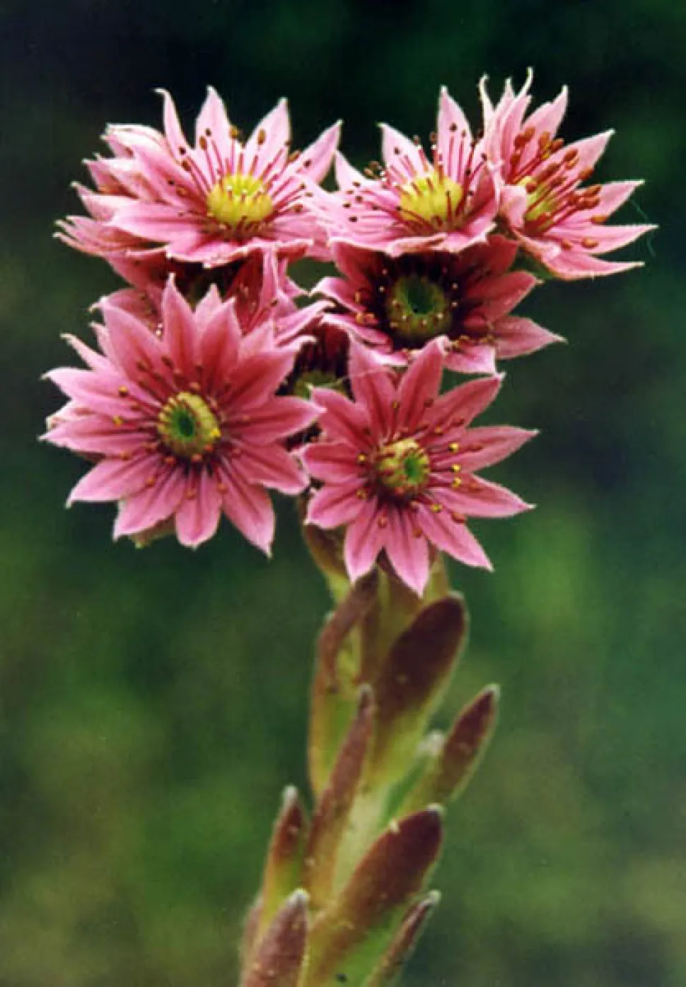 Bloemen van Sempervivum arachnoideum
