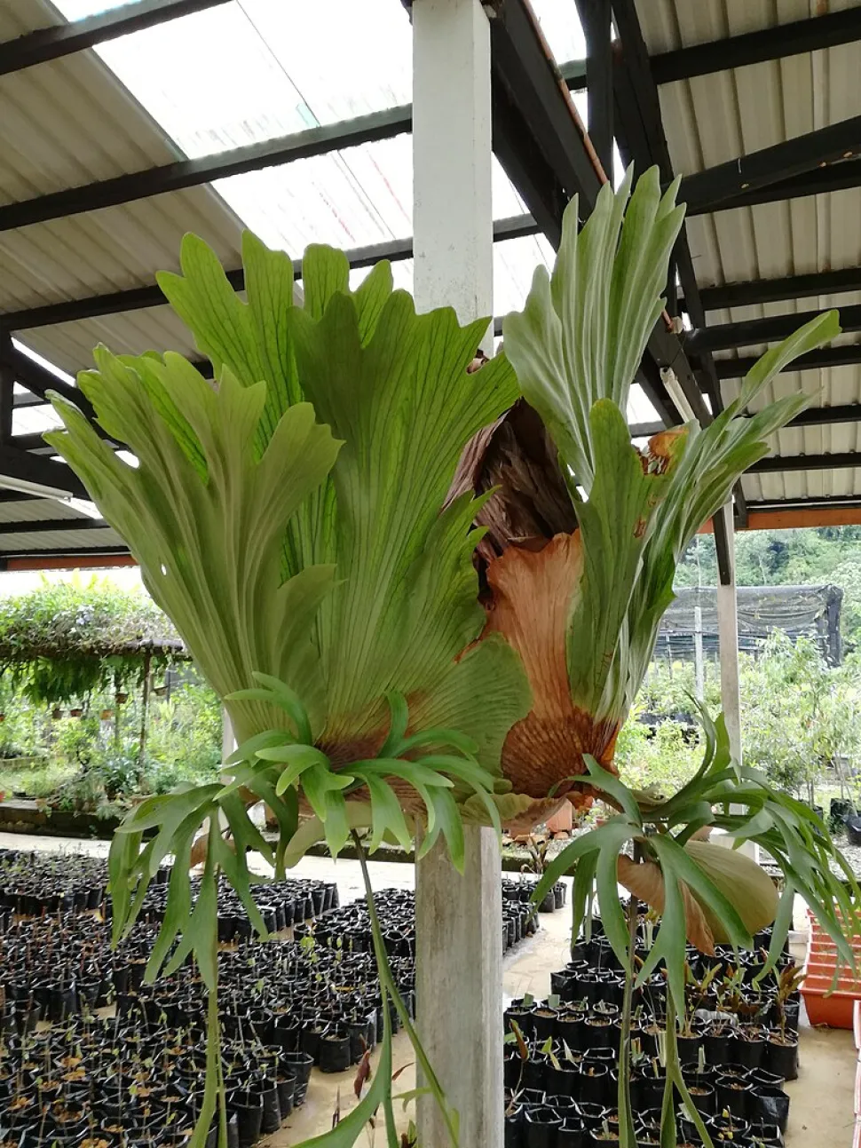 Platycerium coronarium epifita