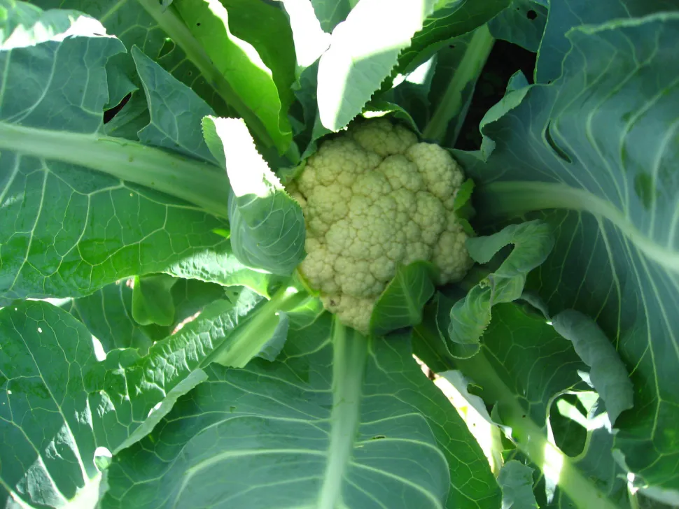 Green leaves white head cauliflower spring