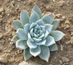 Echeveria colorata en el suelo