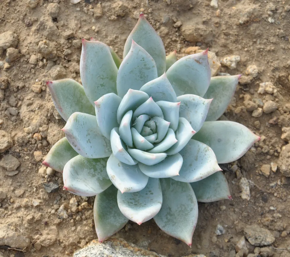 Echeveria colorata im Freiland