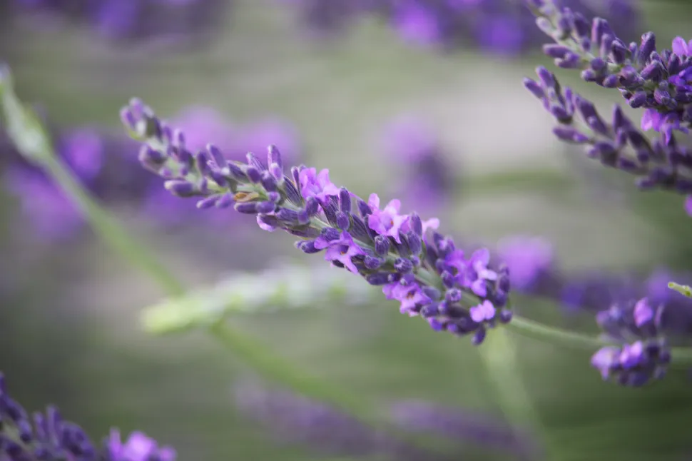Lavandin blå violet øre