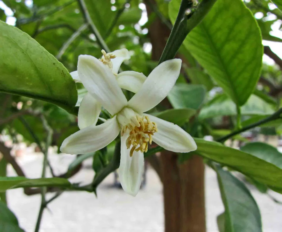 Blumen Citrus medica