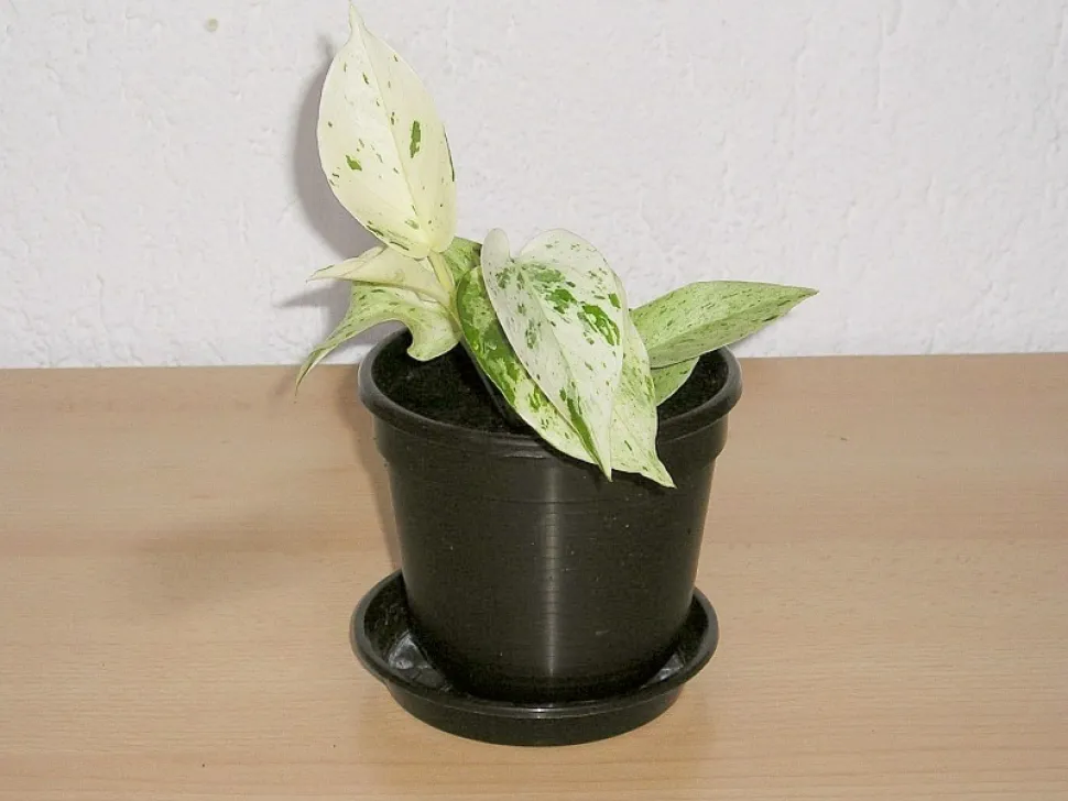 Ung pothos Marble Queen