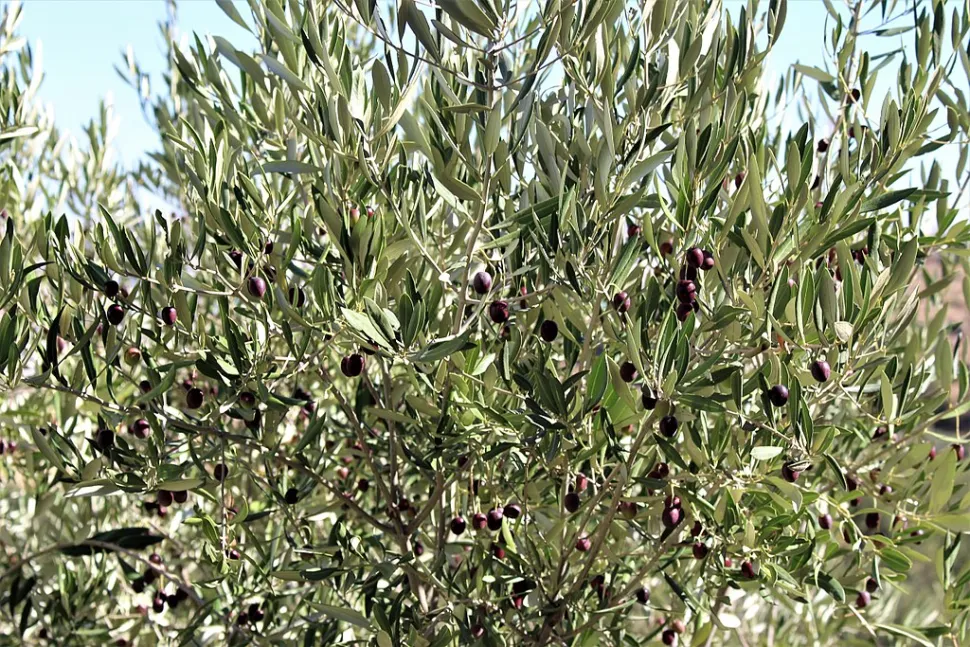 Foglie e frutti dell'olivo
