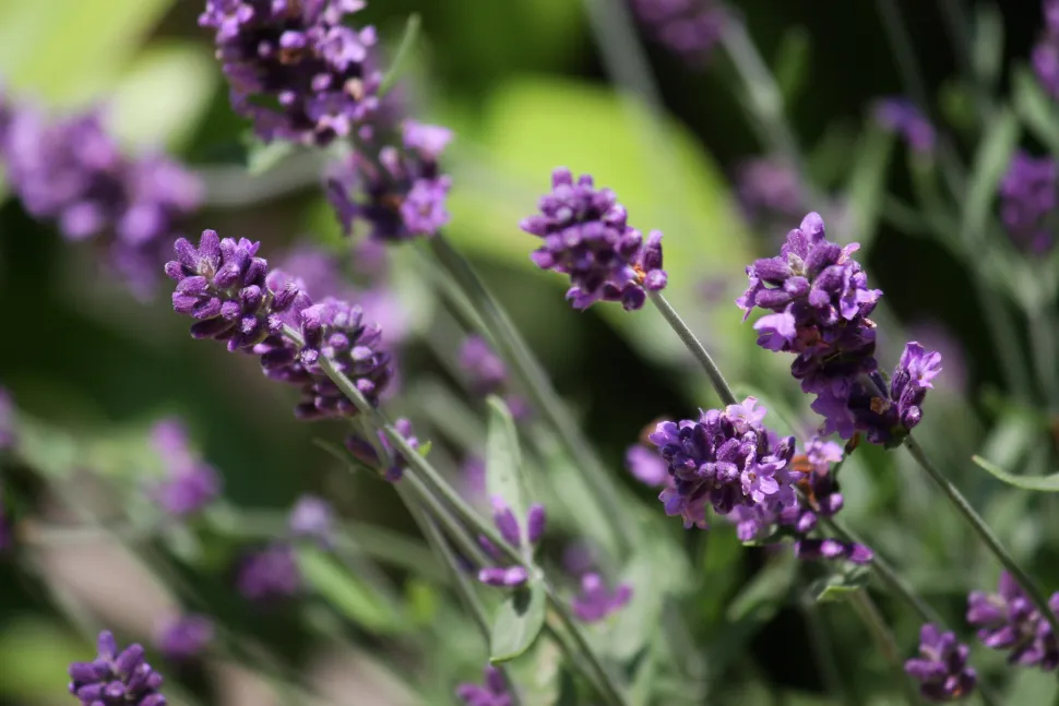 Violette, zweilippige Blüten Echter Lavendel