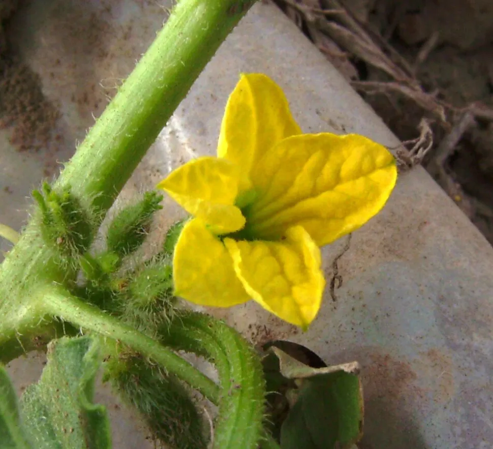 Fleur jaune melon charentais