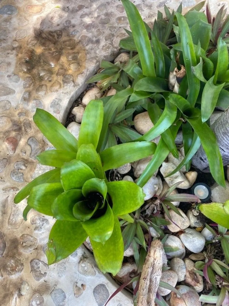 Roseta de folhas formando um reservatório Aechmea caudata