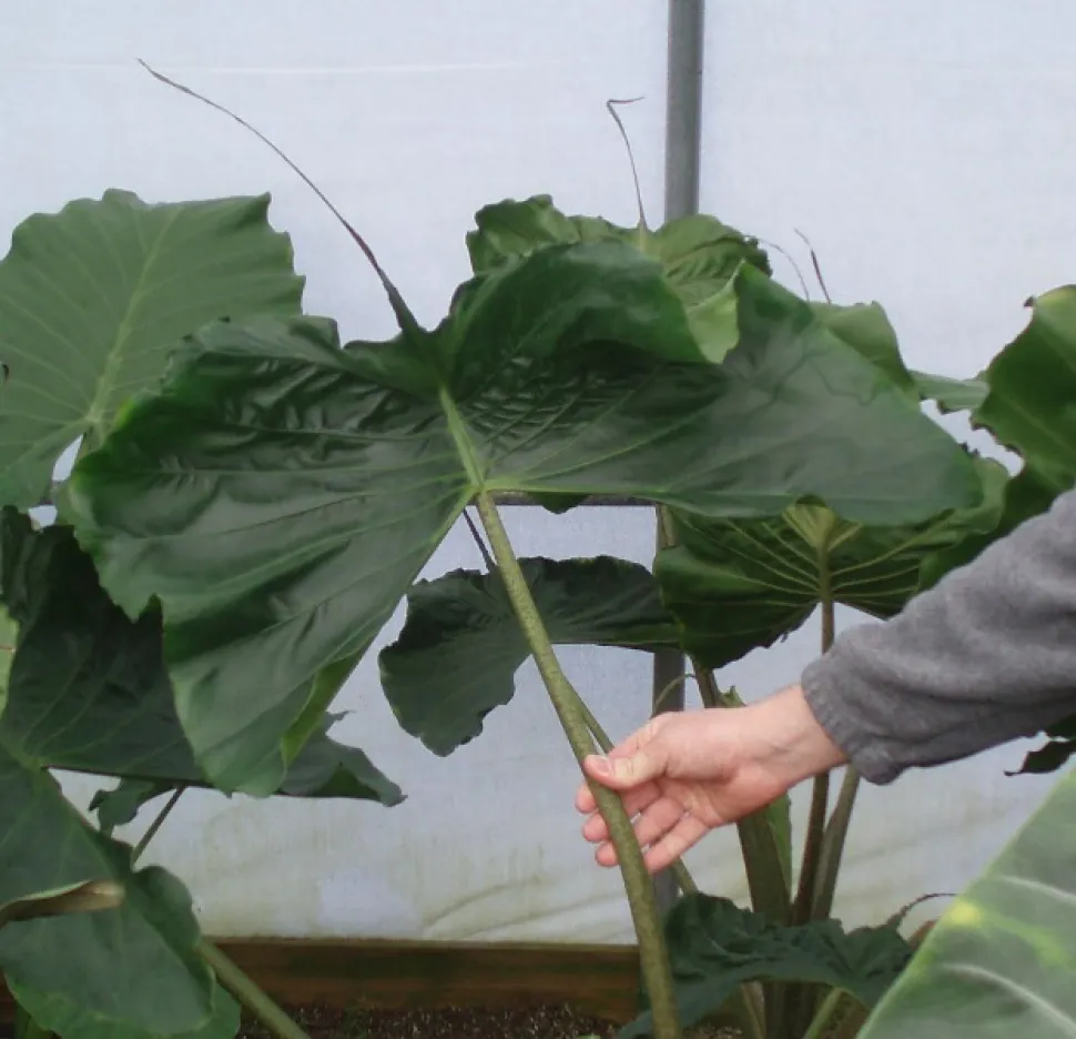 Feuille mature Alocasia Stingray
