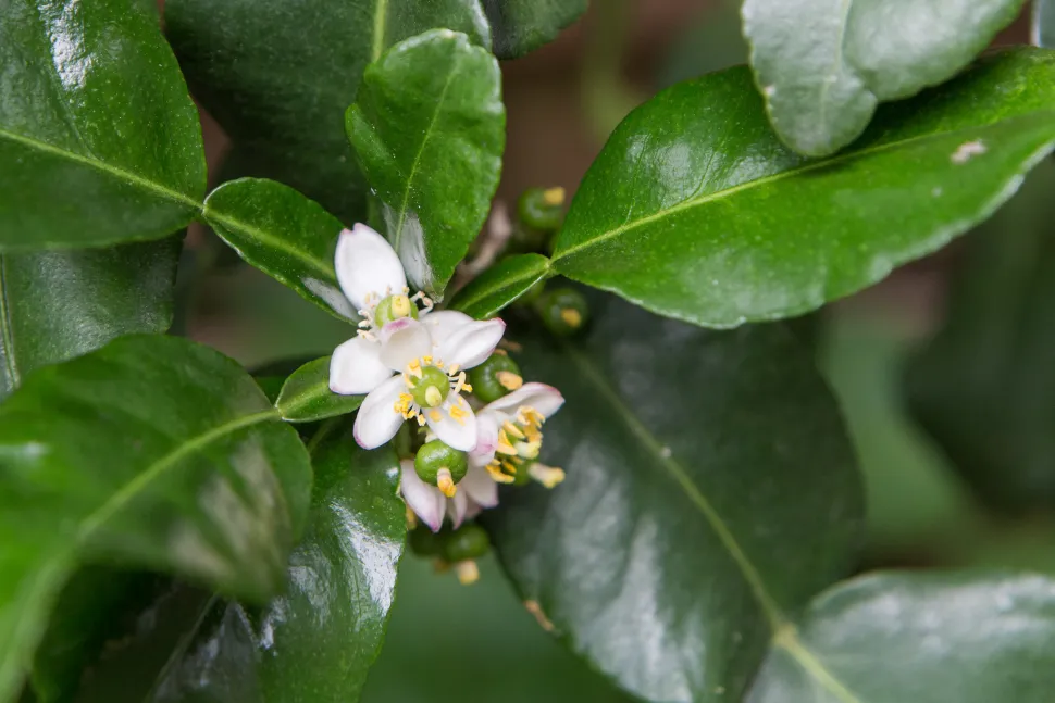Citrus hystrix blomster
