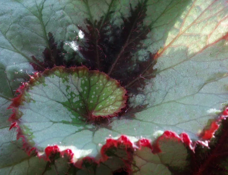 Begonia snegleblad