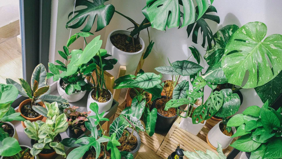 Muchas plantas de interior