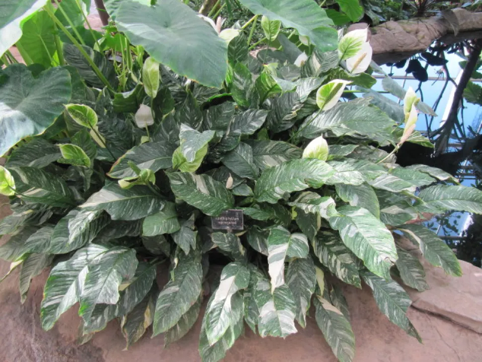 Spathiphyllum-Hybrid grünes und weißes Laub