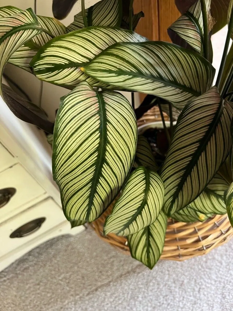 Calathea groen en wit 'White Star