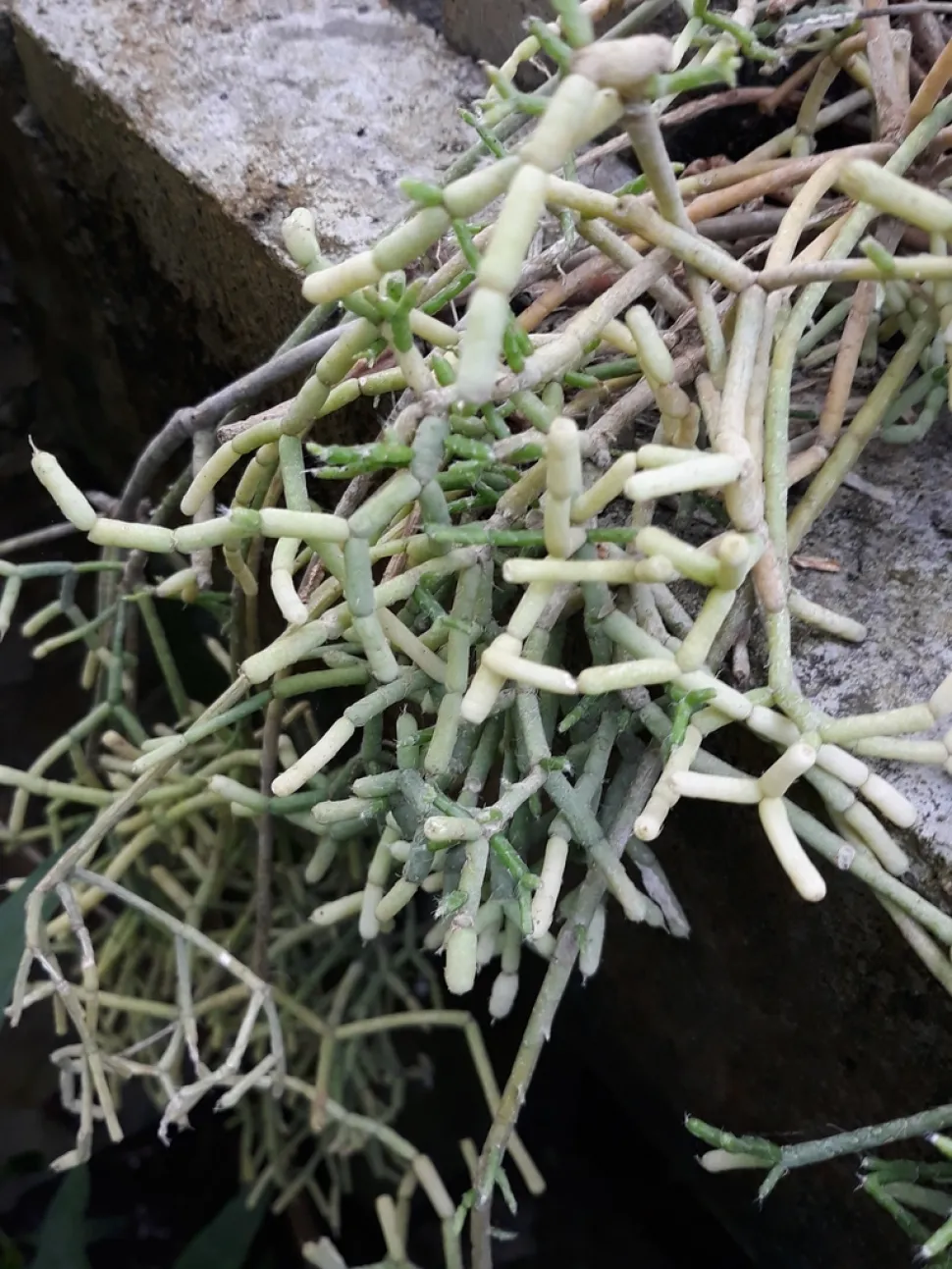 Fusto segmentato Rhipsalis baccifera