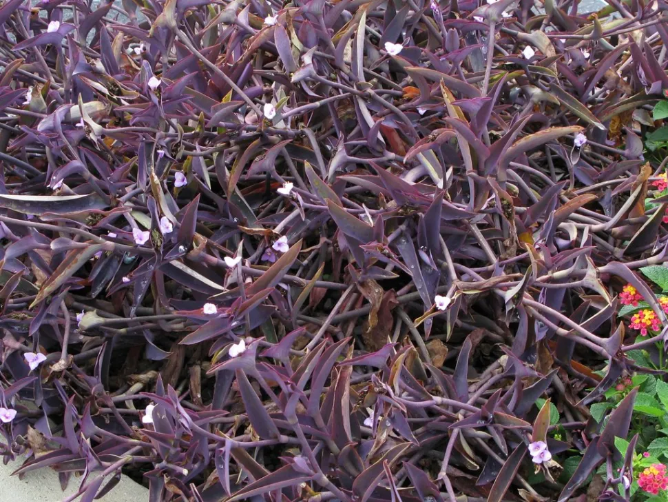 Letto di Tradescantia pallida