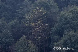 Sassafrás chinês Sassafrás tzumu no solo