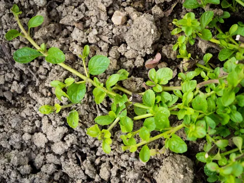 Mentha pulegium i jorden