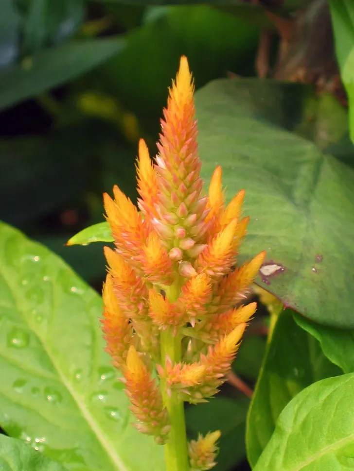 Celosia plumosa geel