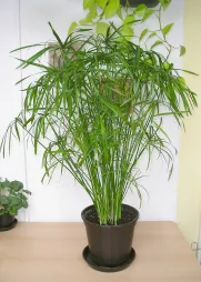 False papyrus in a pot
