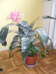 Aechmea fasciata en maceta