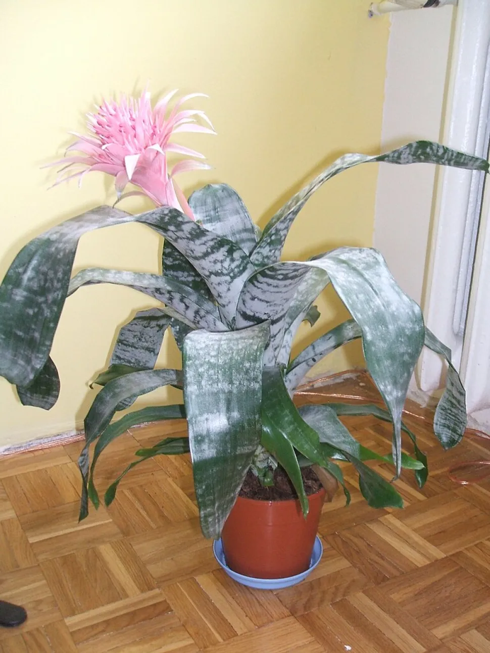 Aechmea fasciata in vaso