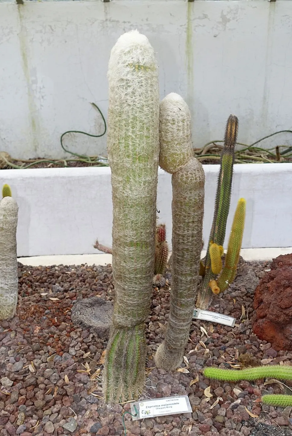 Donzige kaarscactus Espostoa melanostele
