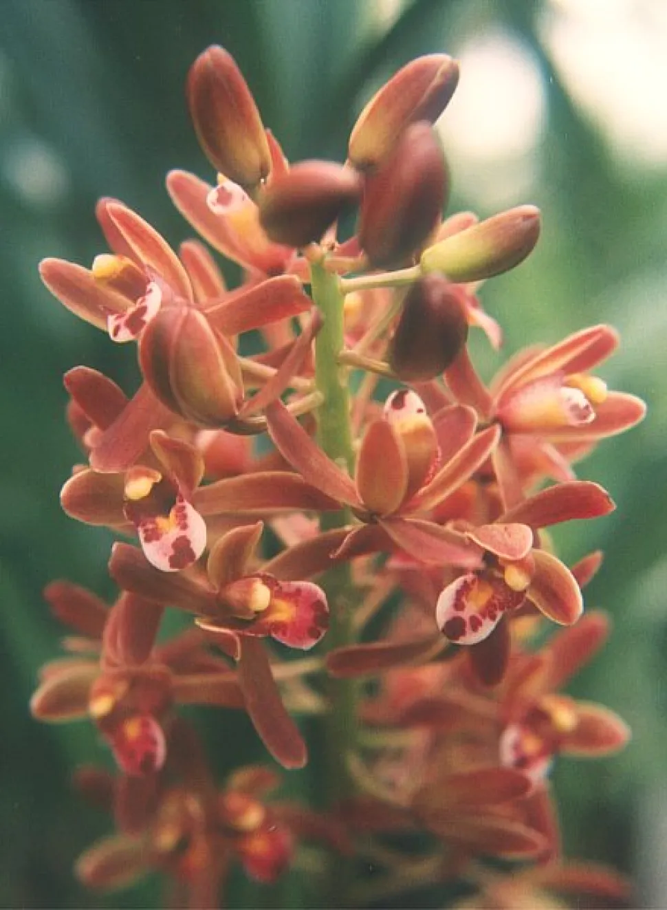 Schiffsorchidee Cymbidium floribundum