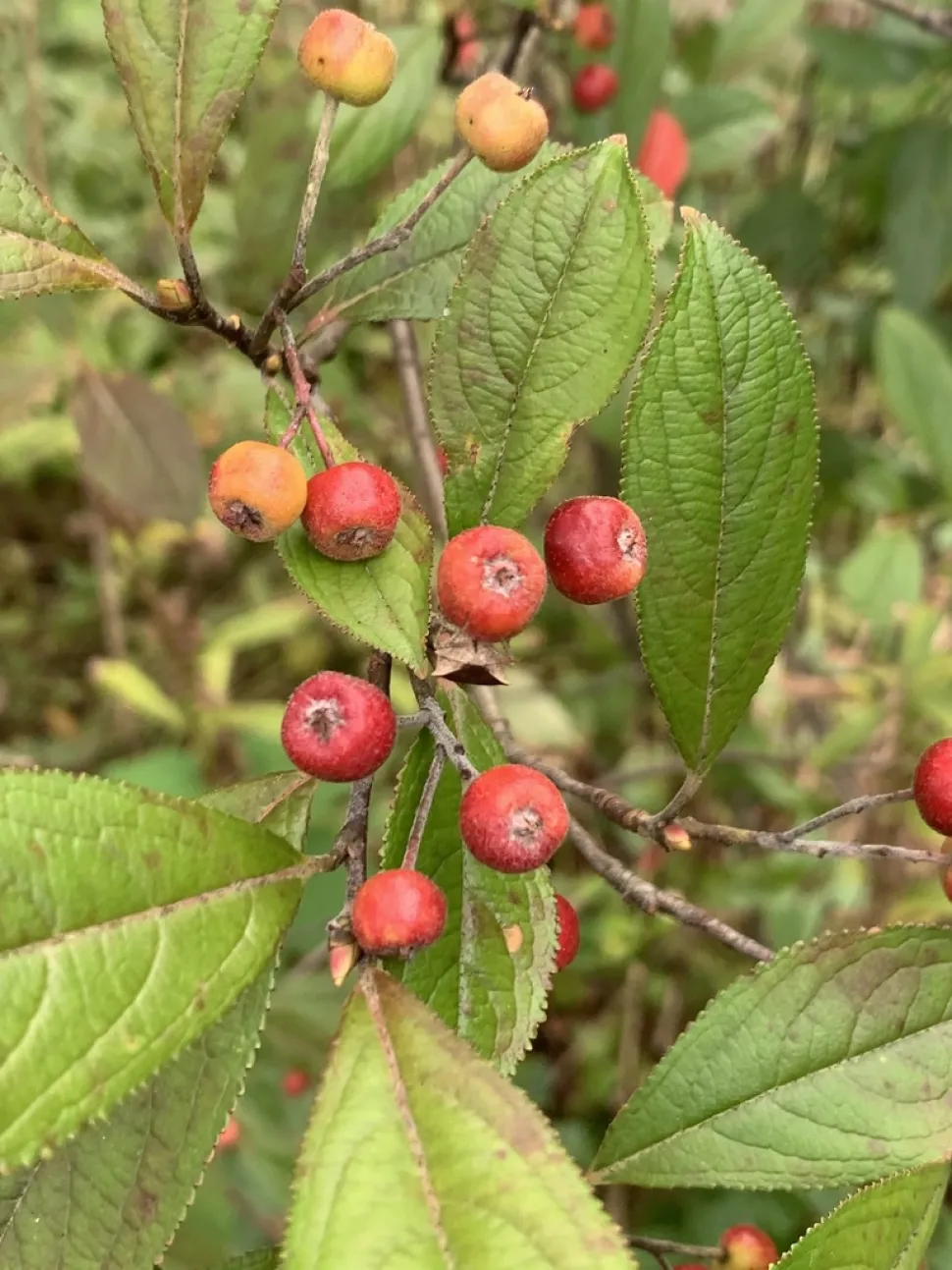 Rød aronia-frugt