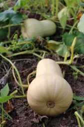 Cucurbita moschata butternut elongated beige