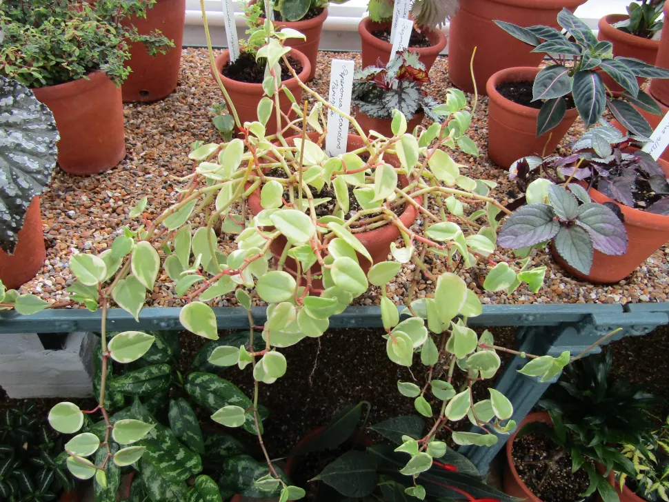 Peperomia serpens im Topf