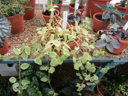 Peperomia serpens in pot