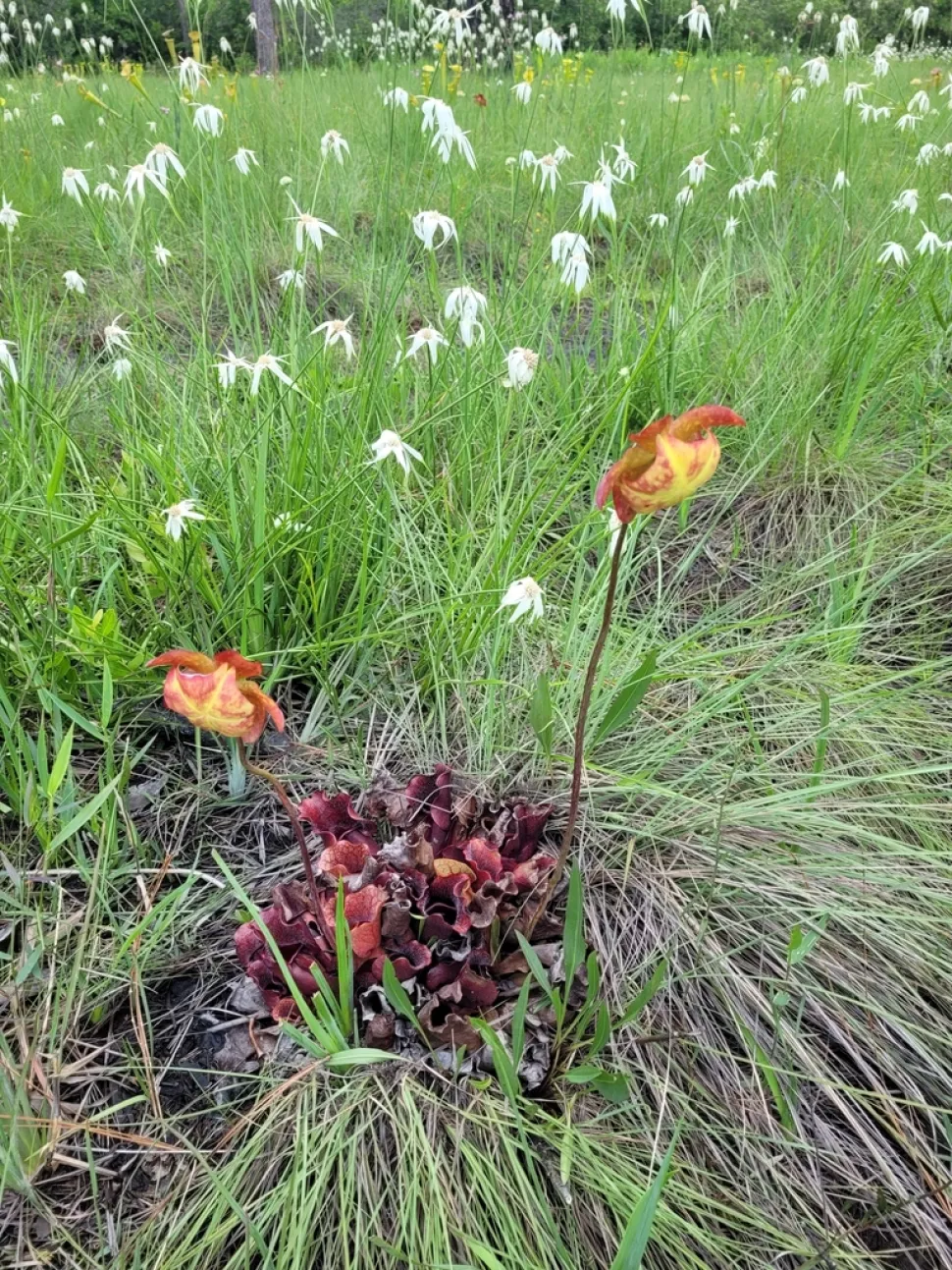 Roze bloemen van Sarracenia venosa