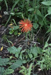 Gerbera jamesonii vermelha