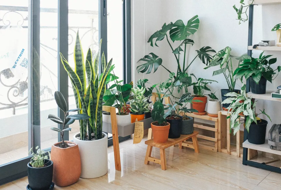 Kamerplanten in een woonkamer