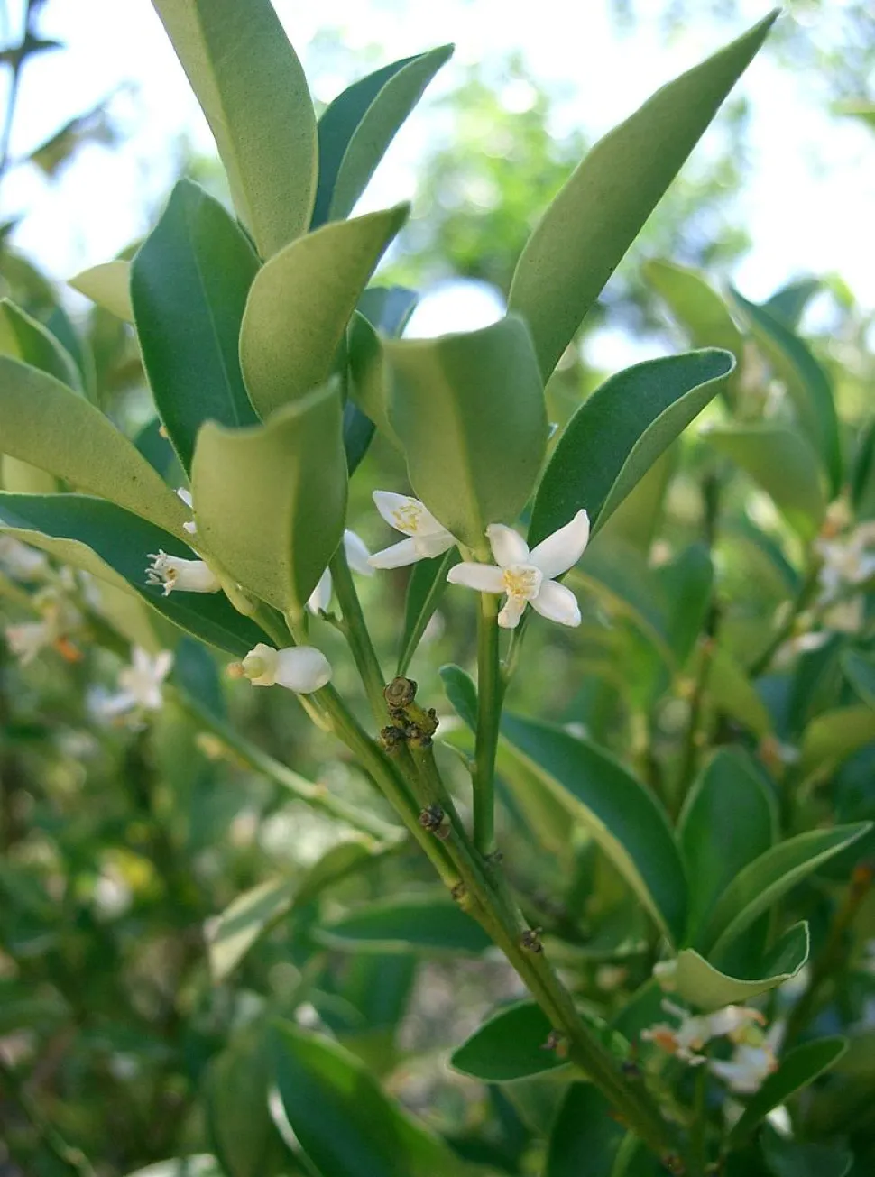 Hvide blomster Citrus japonica Kumquat