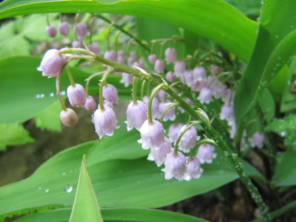 Flores cor-de-rosa do lírio-do-vale Convallaria majalis rosea