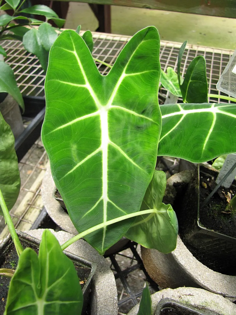 Grüne, samtige Blätter von Alocasia micholitziana