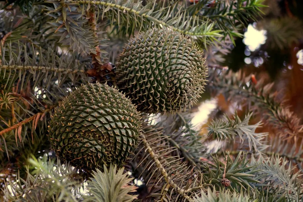 Pine cones Araucaria angustifolia