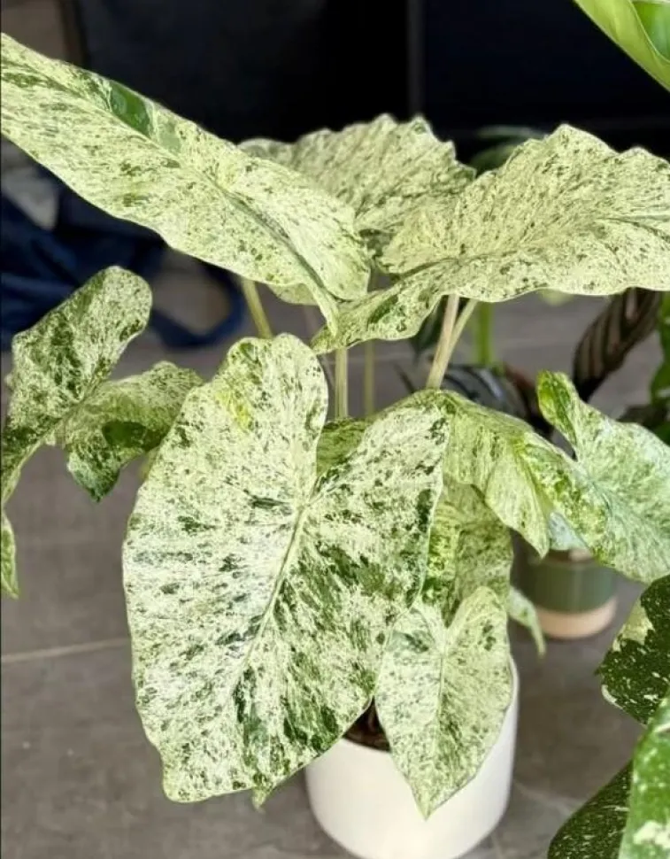 Grøn og hvid Alocasia 'Batik Variegata'