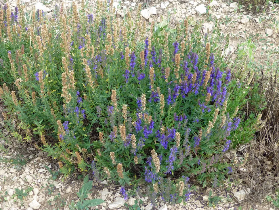 Aspik-Lavendel Blaue Blütenähren wild