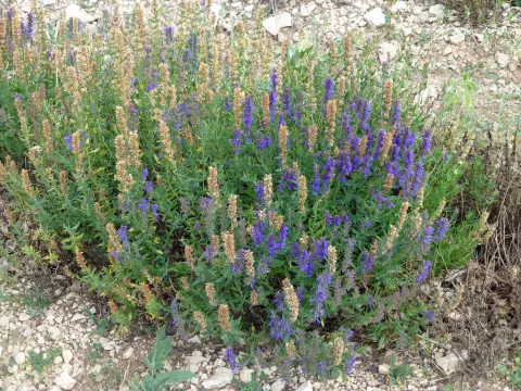 Espigas de flores silvestres azul lavanda
