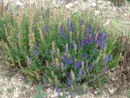 Spike lavendel wildblauwe bloemaren