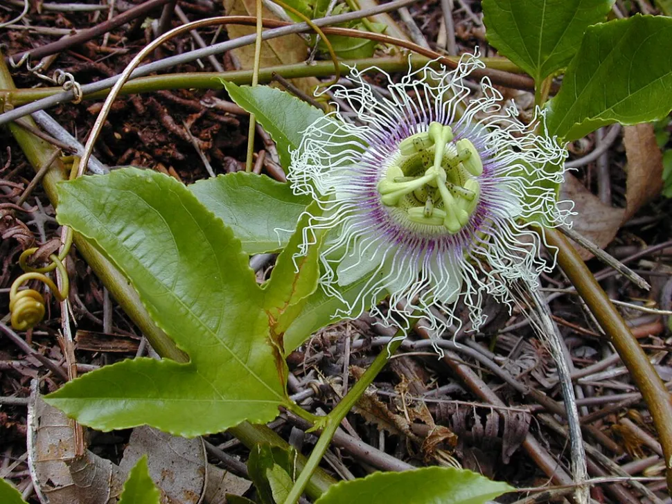 Passioflora edulis blomst